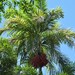 Peach-Palm - Photo (c) jorgebrito, some rights reserved (CC BY-NC), uploaded by jorgebrito