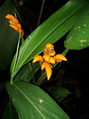 Stromanthe stromanthoides