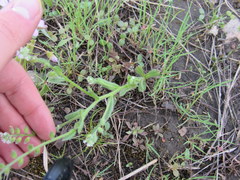 Myosotis macrosperma