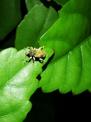 Eudiagogini