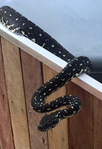 Diamond Python sighting