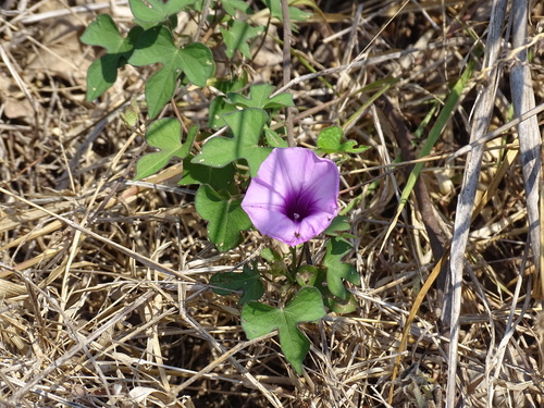 Whitestar Morning-glory (Ipomoea ×)