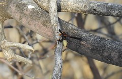 Polistes comanchus navajoe