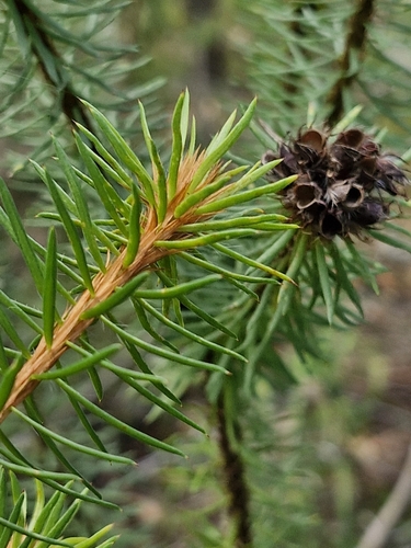 Image of Pultenaea stipularis by (c) ronavery, some rights reserved (CC BY)