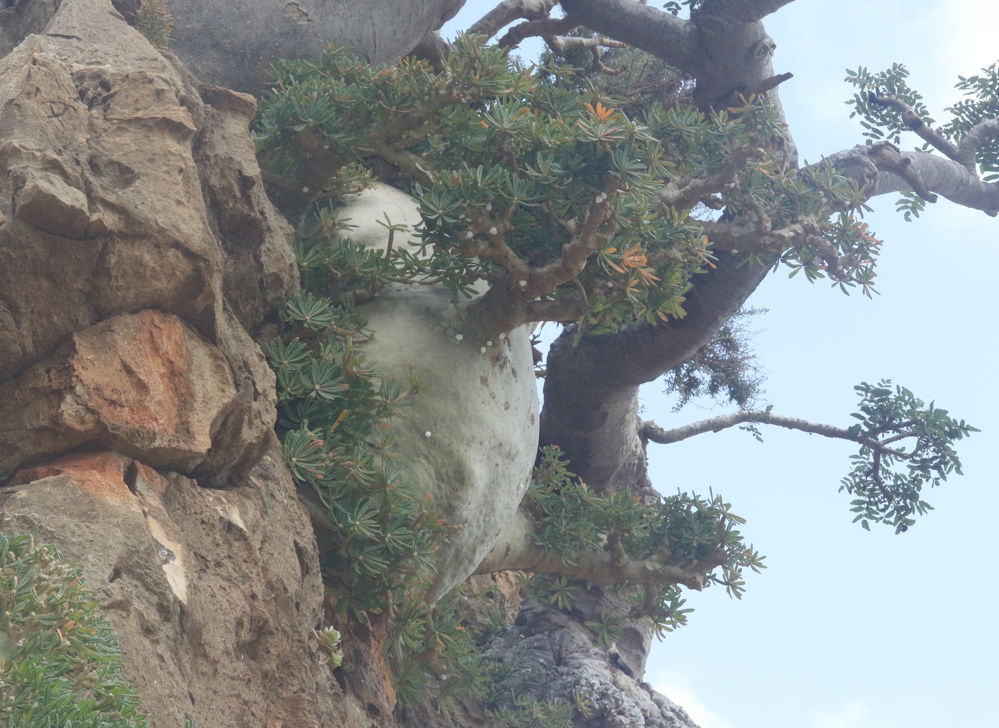 Imagem de Cará-de-pedra
