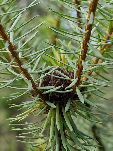 Image of Pultenaea stipularis by (c) ronavery, some rights reserved (CC BY)