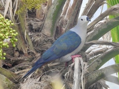 Pacific Imperial-Pigeon photo 5