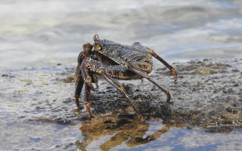 Grapsus observed 2024-04-20