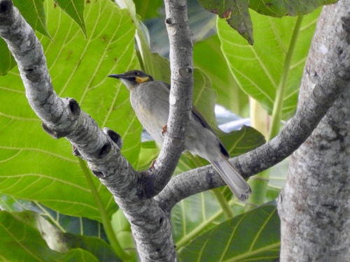 Foulehaio carunculatus observed 2024-04-20