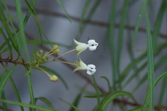 Asclepias coulteri