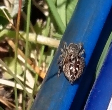 Black-marked Jumping Spider photo 4