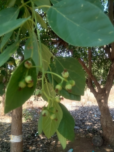 Foto de Pombeiro
