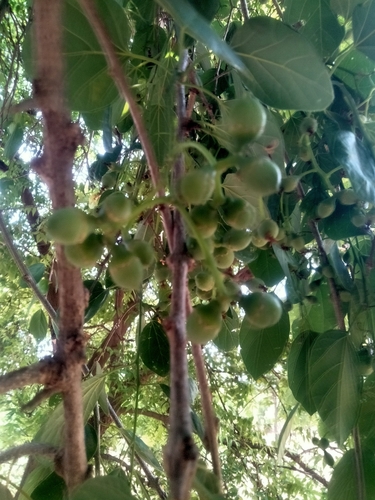 Foto de Pombeiro