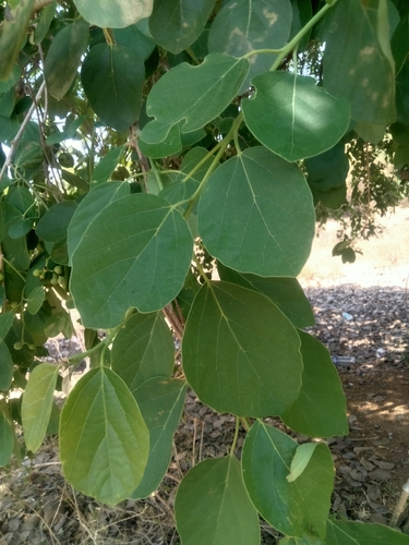 Foto de Pombeiro