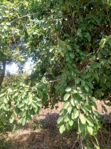 Foto de Pombeiro