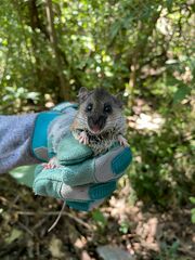 Naked-Footed Deermouse photo 2
