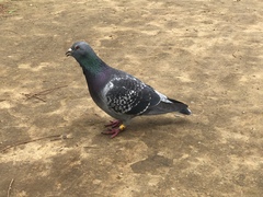 Columba livia domestica