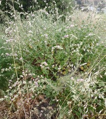 Malacothamnus densiflorus