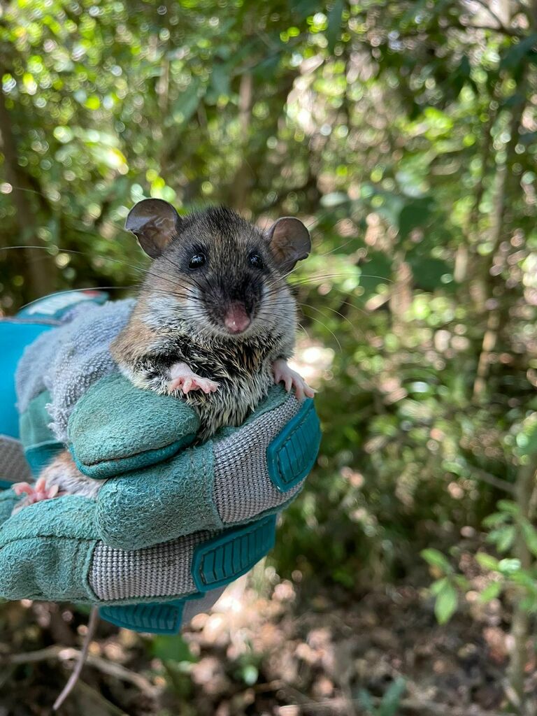 Naked-Footed Deermouse