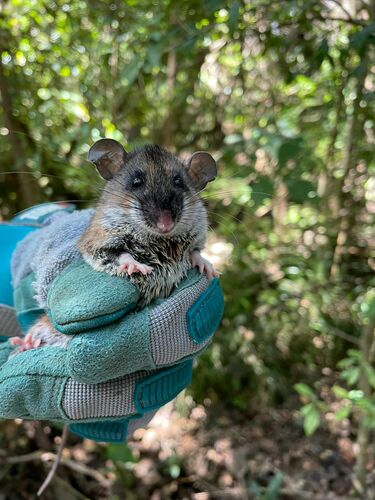 Talamancan Deermouse (Peromyscus nudipes) — Data Deficient Mammalia