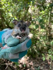 Naked-Footed Deermouse photo 1