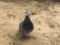 Columba livia domestica
