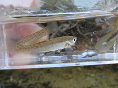 Fundulus catenatus