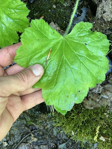 Heuchère villosa 4
