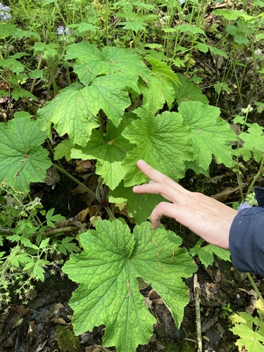 Heuchère villosa 3