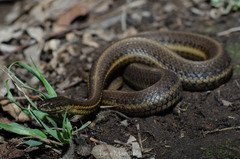 Thamnophis melanogaster melanogaster