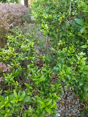 Ligustrum japonicum
