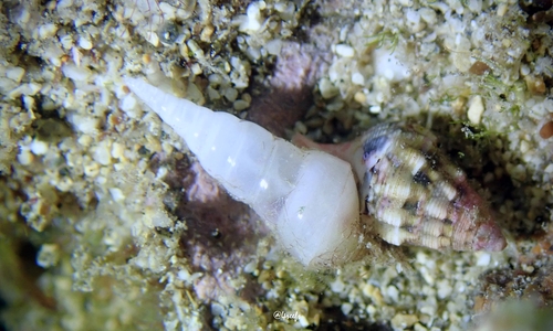 Scalenostoma observed 2024-03-31