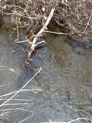 Salmo trutta fario