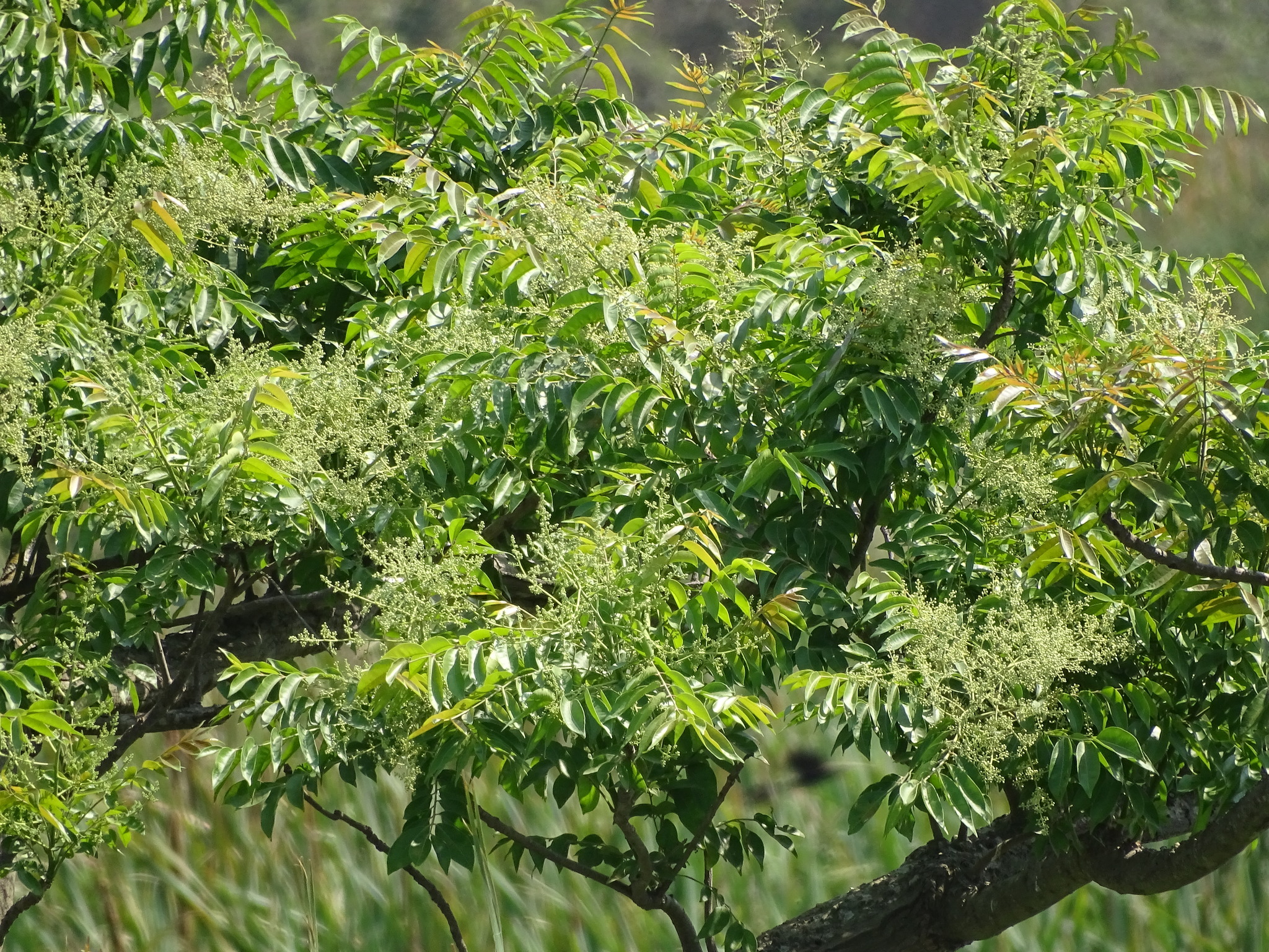 Foto de Spondias radlkoferi Donn.Sm.