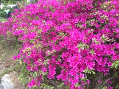 Rhododendron × hybridum