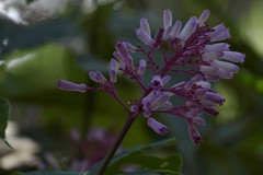 Palicourea lasiantha