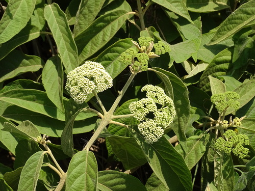 Image of Callicarpa acuminata by (c) Alexis López Hernández, some rights reserved (CC BY)