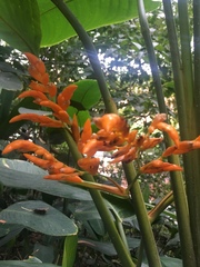 Stromanthe jacquinii