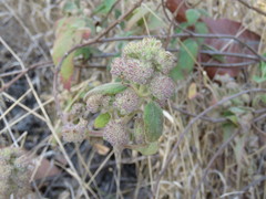 Hyptis oblongifolia