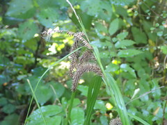Carex forsteri
