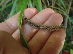 Carex forsteri