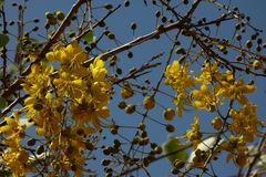Cassia fistula