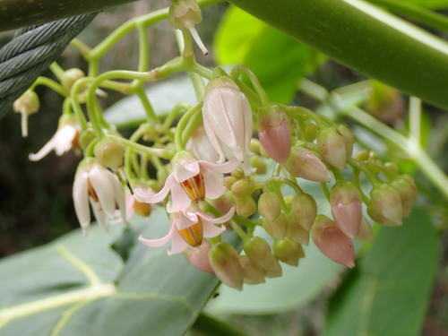 tamarillo