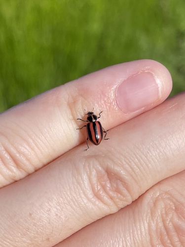 Broad-striped Lady Beetle photo 3