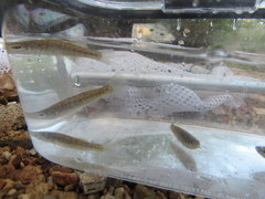 Fundulus catenatus