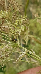 Cosmopepla decorata