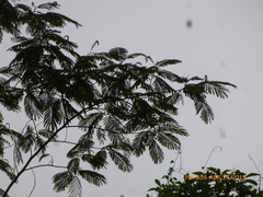 Pseudosamanea carbonaria