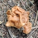 Gyromitra ussuriensis - Photo (c) bodhiheera, some rights reserved (CC BY-NC), uploaded by bodhiheera