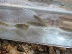 Fundulus catenatus