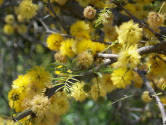 Vachellia caven